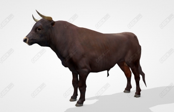 C4Dдʵţģ Bull model