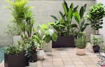 12种写实盆栽植物3D模型合集 Collection of 12 realistic potted plants 3D models