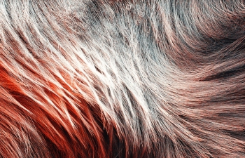 ƤëC4D Animal skin hair