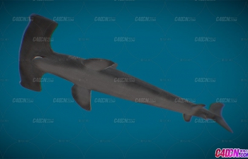 C4Dﴸͷģ Hammerhead Shark