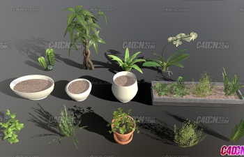 C4D+Blenderͥ԰ֲģͰ House Plants