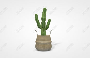 C4Dֲģ model of cactus