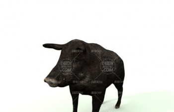 C4DҰģ Wild boar animal model