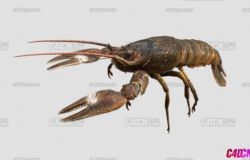C4DߵСϺģͰ󶨶 Crayfish