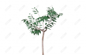 C4Dֲģ Ornamental tree model