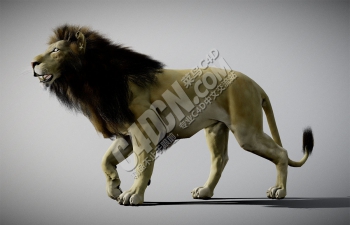 C4Dʨģ Lion model