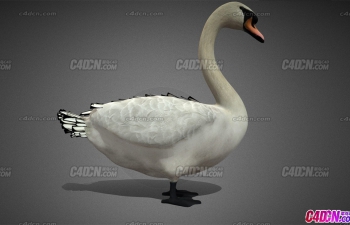 дʵ춯ģ Swan Cygnus Model