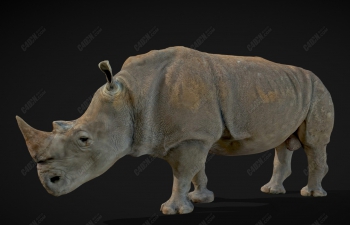 C4D犀牛野生动物模型(含绑定)