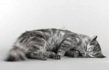 超写实卧倒睡觉的猫咪小动物小猫模型