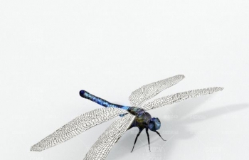 C4Dģ Dragonfly
