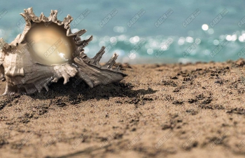 C4Dĺɳ̲ģ͹ realistic conch beach scene model project