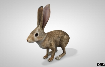 灰兔子 C4D动物模型