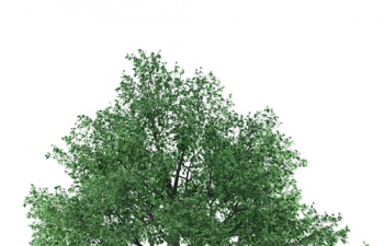 ֲľC4Dģ Willow plant tree