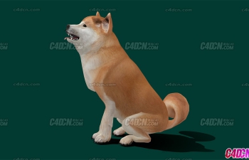 Blender柴犬小狗动物模型(包含骨骼绑定卧倒动画)