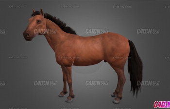 C4D߾ɫģ High detailed brown horse