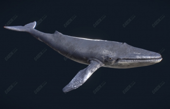 C4Dģ() Blue Whale