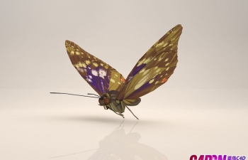 C4D蝴蝶蛾子模型