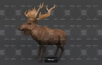 C4D¹ģ Moose animal  model