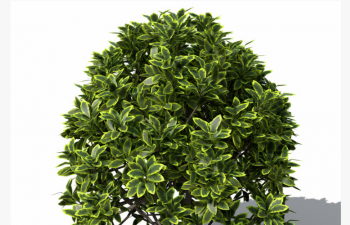 C4D模型 观赏树 绿化带 植物花草模型 Golden Privet ( Ligustrum ovalifolium var. Aureum )