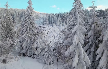 C4D+森林人插件制作冬季雪松森林场景材质渲染教程(Octane Render)