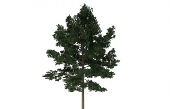 C4Dߴֲľģ tall plant tree model