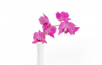 C4Dɫմɻƿģ Orchid Flower in White Vase