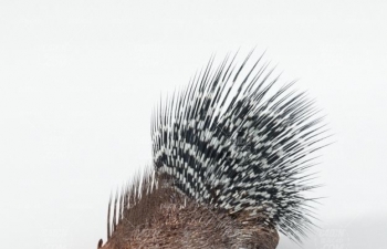 C4Dģ Porcupine animal model