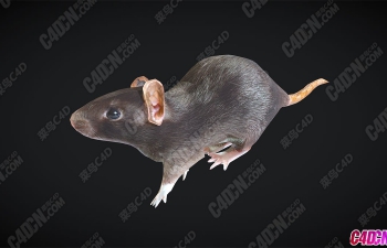 ܶģ Rat Animated