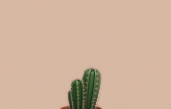 ֲC4Dģ Cactus potted plant