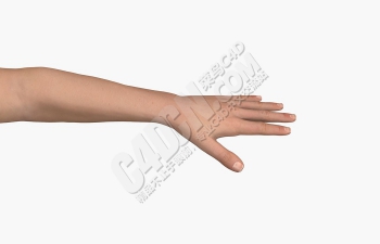 写实风格C4D手臂手掌模型 Hand model
