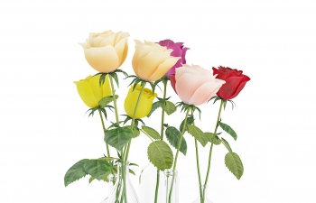 C4Dõ岣ƿͻģ Roses in Glass Vases