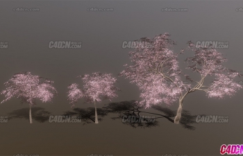 C4Dӣģ Cherry Blossom Trees
