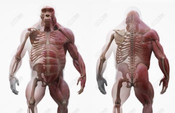C4DɶＡʹ֯ Animal anatomical model
