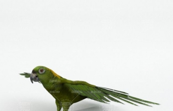C4Dģ green parrot