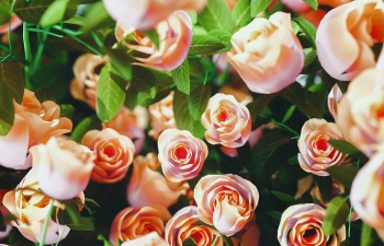 OctaneȾɫõ廨ֲﻨC4Dģ Octane Renderer Pink Rose Plant Flower