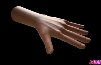 C4D教程 人体手部器官建模雕刻材质教程 Cinema 4d Hand