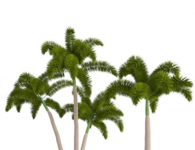 C4D̺βģ Evergreen Foxtail Palm Tree
