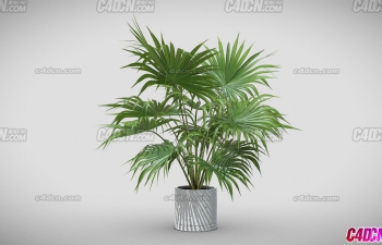ʯֲģ Livistona Chinensis - Fan Palm