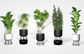 5种精品写实材质室内盆栽植物组合C4D模型
