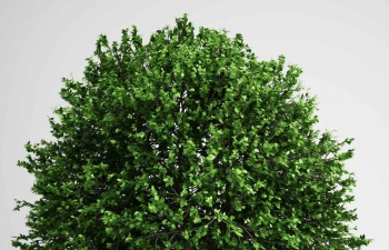 lvshu绿树植物C4D模型免费下载