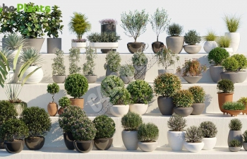 20套逼真3D观赏植物盆栽模型包