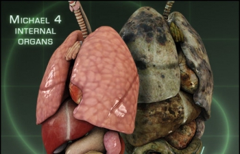 C4D ģͰ M4 Internal Organs