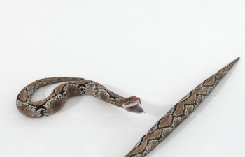 C4D߶ģ Python animal model
