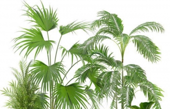 C4D高品质绿叶植物盆栽橡树室内设计观赏植物装饰模型
