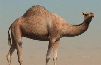 C4D写实骆驼动物模型