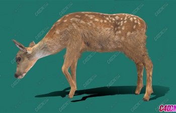 󶨶÷¹Բݶģ Deer model
