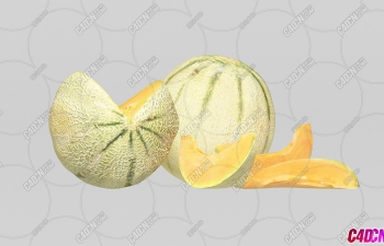 ܹˮģ Cantaloupe Melon Fruit model