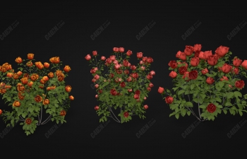 C4D玫瑰花模型-三种不同颜色的花丛植物模型