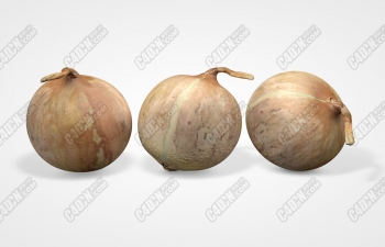 C4Dͷ߲ģ onion vegetable model
