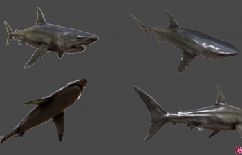 大型海洋生物鲨鱼鲸鱼海豚3D模型